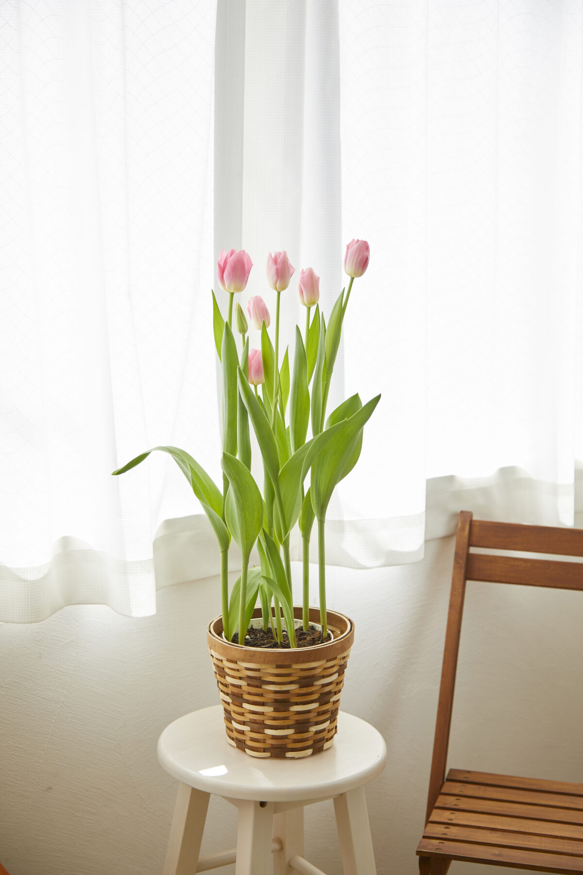 四季折々の花を暮らしに取り入れる方法と季節別おすすめの花選び
