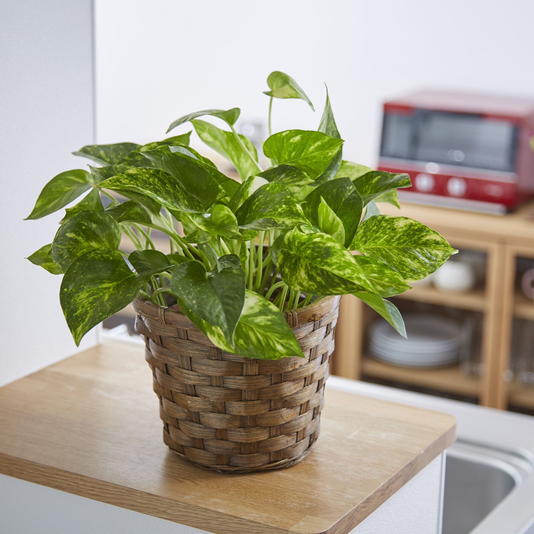 観葉植物が夏枯れしてしまう3つの原因！