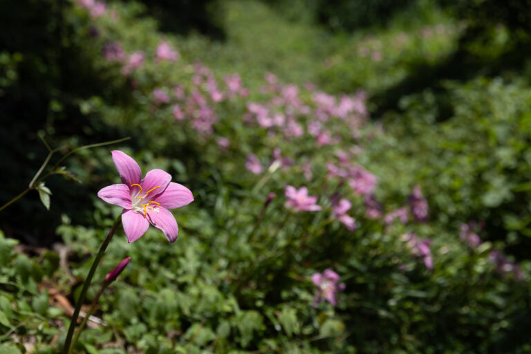 花に、涼を贈る。
