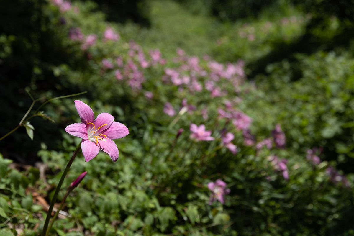 花に、涼を贈る。