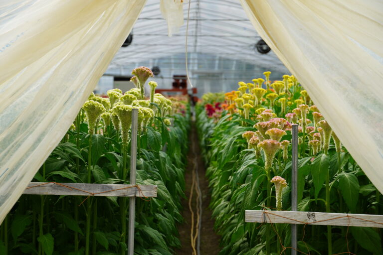 室内で楽しむ季節の花選びと飾り方ガイド〜花の定期便を活用した暮らしの彩り〜